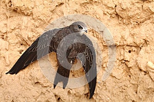 Common swift Apus apus on clay wall photo