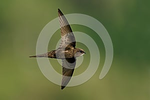Common swift Apus apus photo
