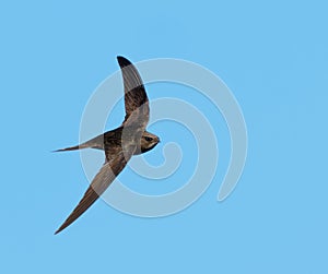 Common Swift (Apus apus) in flight. Bird in flight. photo