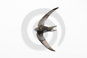 Common swift Apus apus, swallow bird in flight photo