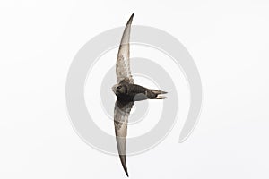 Common swift Apus apus, swallow bird in flight