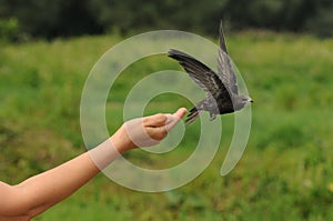 Common swift bird (Apus apus)