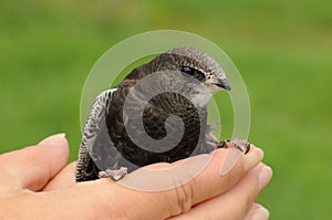 Common swift bird (Apus apus) photo