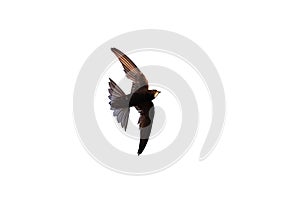 Common swift bird in flight isolated on white background