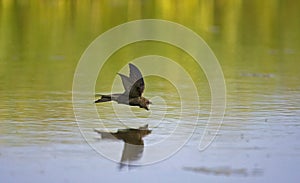 Common Swift, Gierzwaluw, Apus apus photo