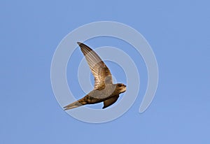 Common Swift inflight