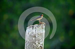 Common swift in natural enviroment in Thailand.