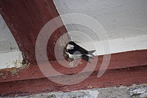 Common Swift starting a Nest at a half-timbered house photo