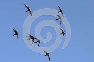 Common Swifts Apus apus.