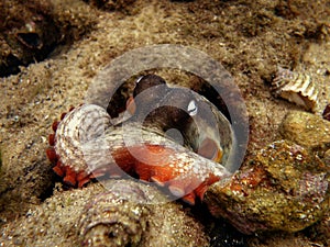 Common Sydney Octopus