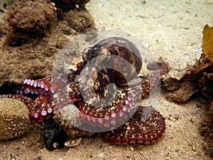 Common Sydney Octopus