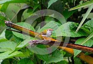 COMMON TAILOR BIRD SITTING ON THE EDGE OF A BRANCH