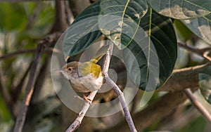 A common tailor bird sitting on tree branch