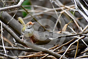 The common tailorbird