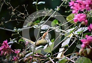 The common tailorbird