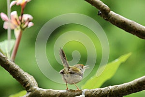 Common tailorbird