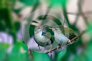 Common tailorbird with chick is sitting on a tree