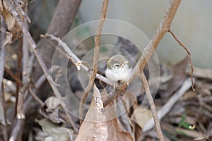 A Common tailorbird had just left its nest on a dry branch alone