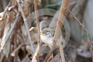 A Common tailorbird had just left the nest and perched on a branch alone.