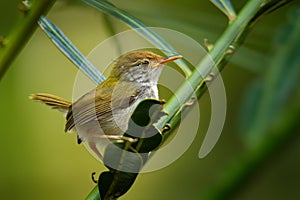 Common Tailorbird  - Orthotomus sutorius bird in the family Cisticolidae. It is found in Brunei, Indonesia, Malaysia, Myanmar, the