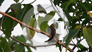 Common Tailorbird Orthotomus sutorius Sitting on Tree Branch.