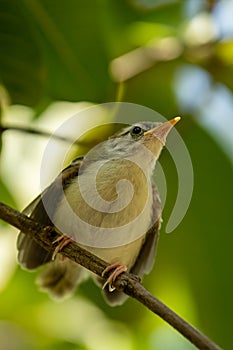 Common tailorbird or Orthotomus sutorius a small shy bird with wings open in natual green background