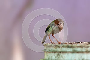 Common tailorbird is sitting on a bucket in bright light