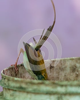 Common tailorbird is sitting on a bucket in bright light