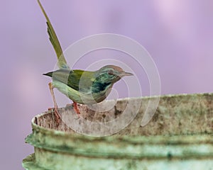 Common tailorbird is sitting on a bucket in bright light