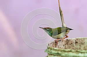 Common tailorbird is sitting on a bucket in bright light