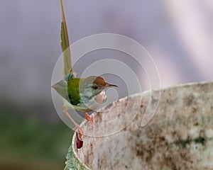 Common tailorbird is sitting on a bucket in bright light