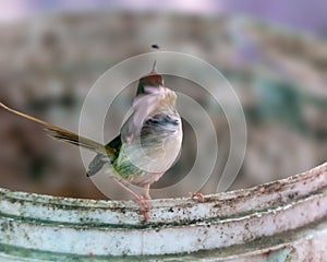Common tailorbird is sitting on a bucket in bright light