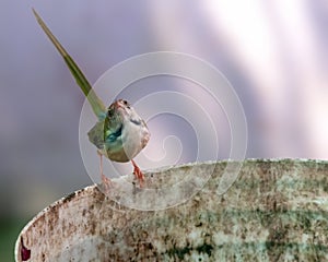 Common tailorbird is sitting on a bucket in bright light