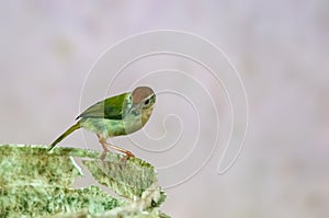 Common tailorbird is sitting on a bucket in bright light