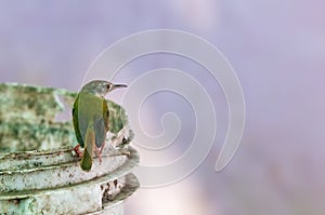 Common tailorbird is sitting on a bucket in bright light