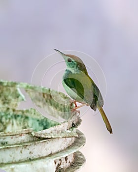 Common tailorbird is sitting on a bucket in bright light