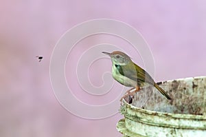 Common tailorbird is sitting on a bucket in bright light