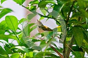 Common tailorbird is sitting on a tree perch