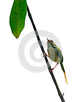 Common tailorbird is sitting on a tree perch