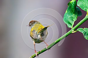 Common tailorbird is sitting on a tree perch