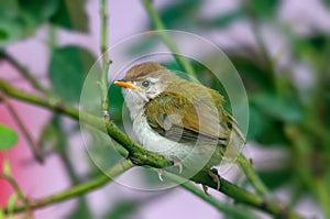 Common tailorbird is sitting on a tree perch