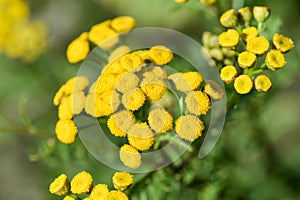 common tansy, bitter buttons flowers closeup selective focus