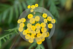 common tansy, bitter buttons flowers closeup selective focus