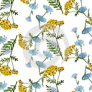 Common tansy Chicory watercolor seamless pattern floral medicinal plant on white illustration