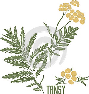 Common tansy in color drawing vector illustration