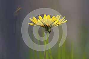 Common or tansy ragwort, stinking willie, benweed, staggerwort, cankerwort, stammerwort flower