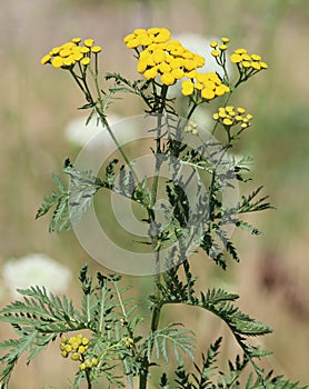 Common Tansy Tanacetum vulgare