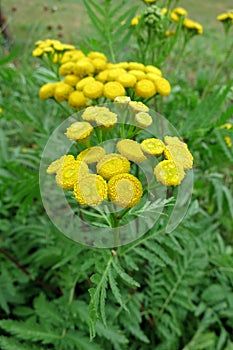 Common Tansy (Tanacetum vulgare) photo