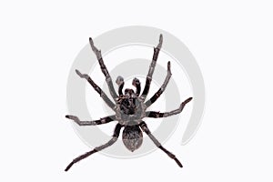The common tarantula Avicularia avicularia is a species of tarantula that occurs in Central and South America. photo