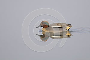 Common Teal , Anas crecca